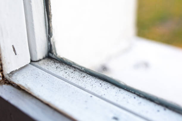 Best Post-Construction Mold Inspection  in Clay, KY