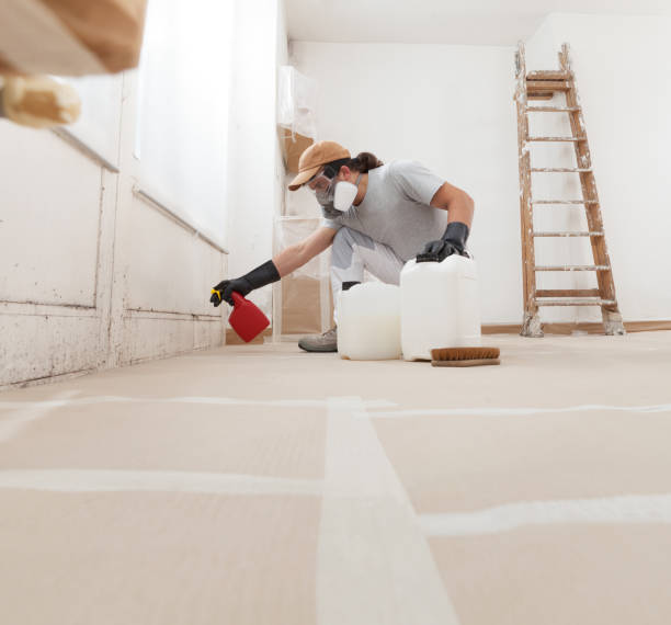 Best Black Mold Removal  in Clay, KY